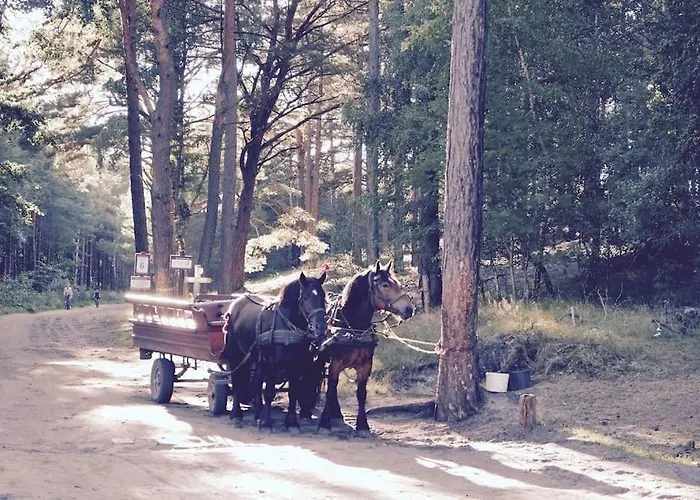 Daire Dzika Roza Lubiatowo (Pomerania)