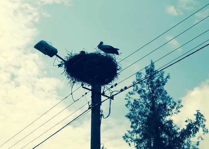 Dzika Roza Lubiatowo (Pomerania)