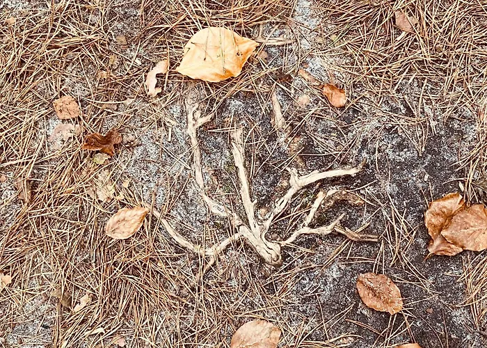 Dzika Roza Lubiatowo (Pomerania)