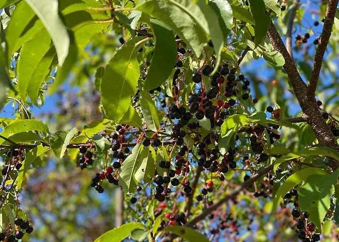 Dzika Roza * Lubiatowo (Pomerania)